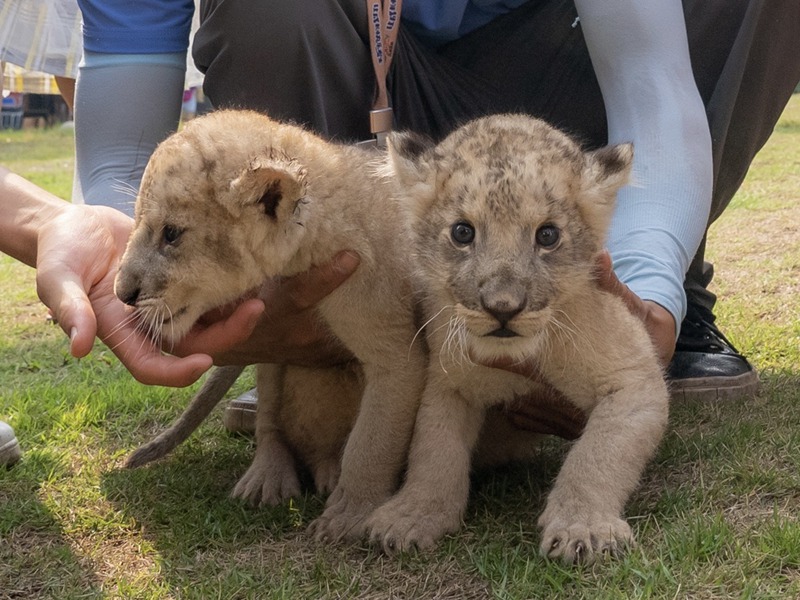 Mapacha wa simba wachanga walioachwa na mama yao wakua vizuri