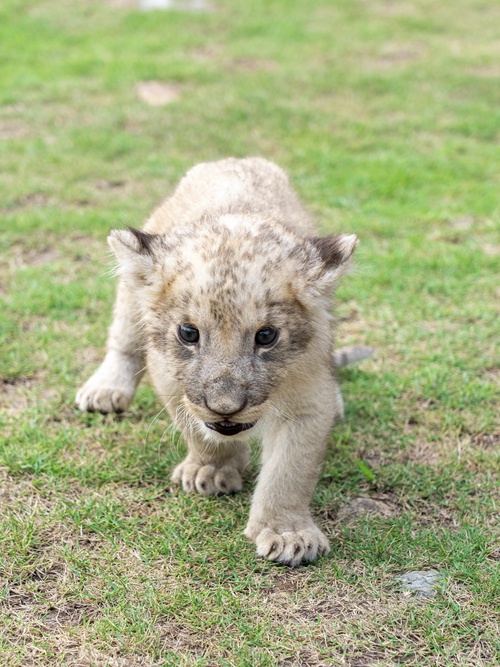 Mapacha wa simba wachanga walioachwa na mama yao wakua vizuri